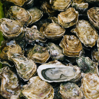 oysters